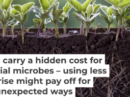 The activity of tiny microbes in and around the roots of crops such as soybeans are valuable for their growth. Oleh Malshakov/iStock/Getty Images Plus